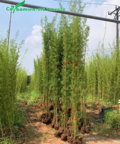 Vườn cây Trúc Quân Tử cao 3m, bó thành từng bó 10 cây