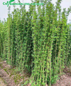 Vườn dâm ủ số lượng lớn Trúc Quân Tử trưởng thành