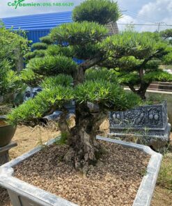 Cây bonsai trồng trong chậu để trang trí