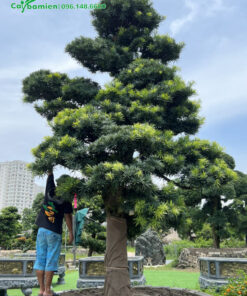 Cây đại thụ vài chục năm tuổi, đường kính gỗ tới gần 40cm