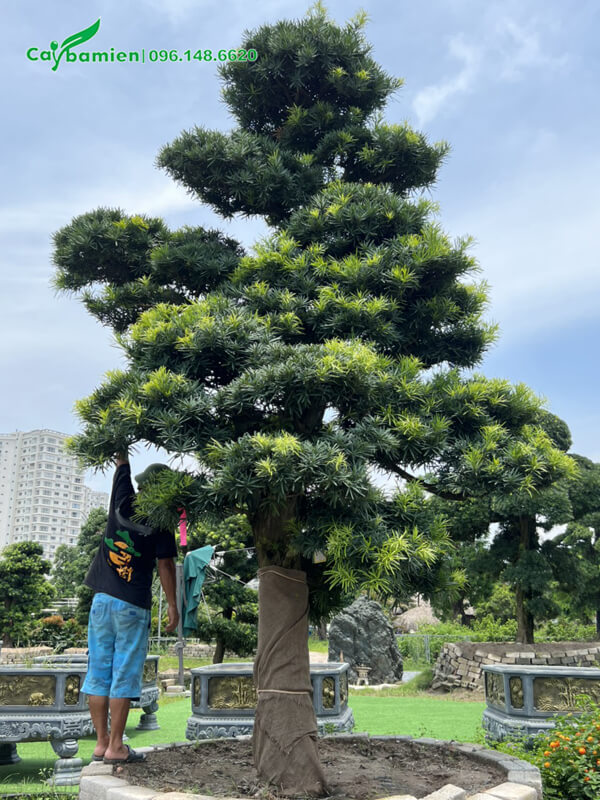 Cây đại thụ vài chục năm tuổi, đường kính gỗ tới gần 40cm