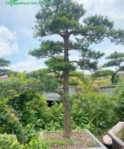 Chậu tùng vẫn còn nhỏ, những đã được uốn nắn theo dáng trực tuyệt đẹp