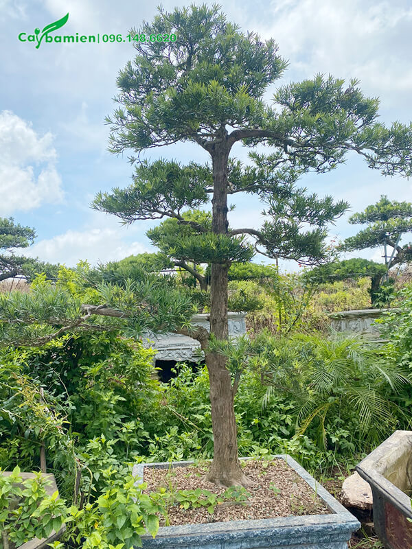 Chậu tùng vẫn còn nhỏ, những đã được uốn nắn theo dáng trực tuyệt đẹp