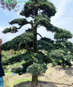 Cây có đường kính 30cm, tán đổ cực đẹp