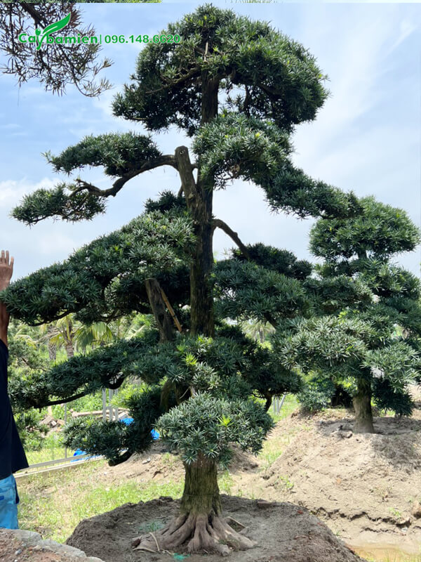 Cây có đường kính 30cm, tán đổ cực đẹp