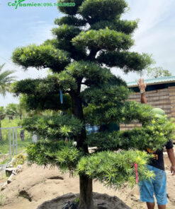 Sau khi cắt tỉa và bấm ngọn nhiều lộc non mới sẽ ra