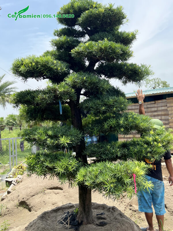 Sau khi cắt tỉa và bấm ngọn nhiều lộc non mới sẽ ra