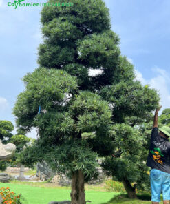 Cây La Hán Tùng chuẩn bị được cắt tỉa