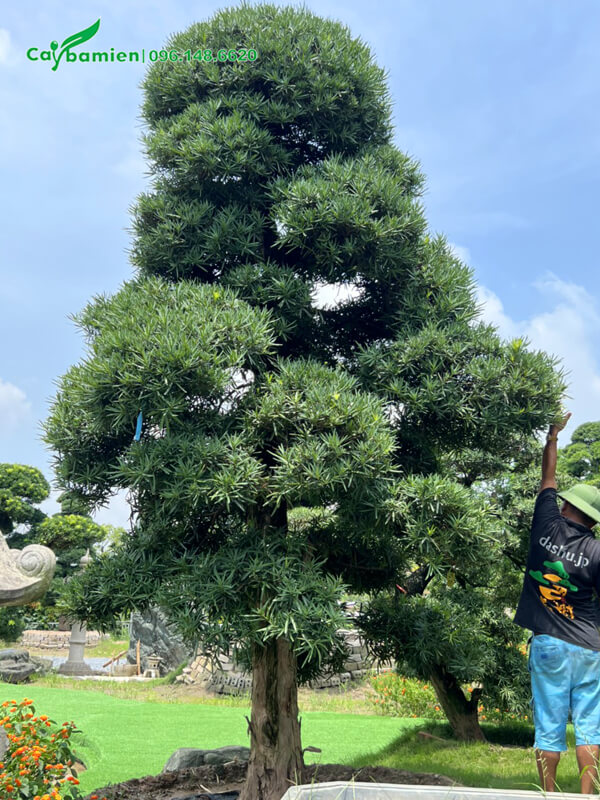 Cây La Hán Tùng chuẩn bị được cắt tỉa