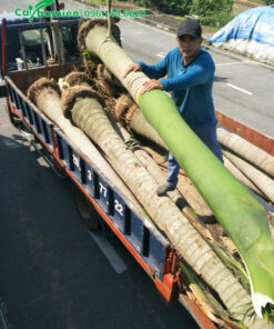 Công nhân đang vận chuyển cây Cau Vua trên xe xuống