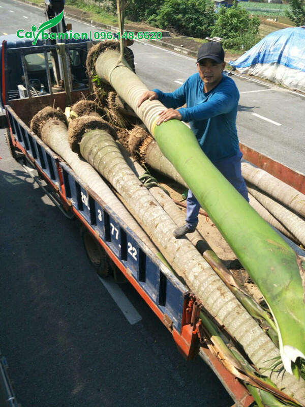 Công nhân đang vận chuyển cây Cau Vua trên xe xuống