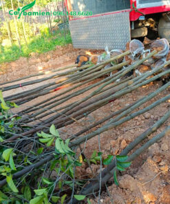 Cây giống Chay Đỏ giâm cành chiều cao hơn 1m