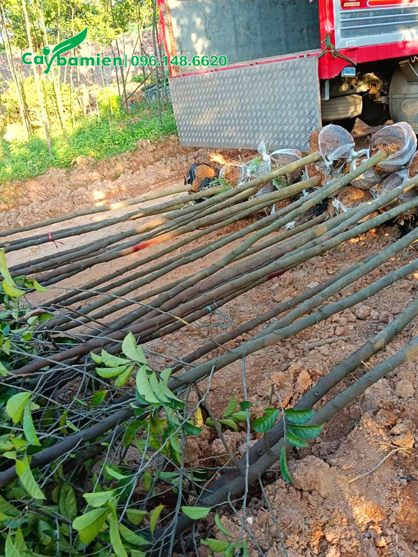 Cây giống Chay Đỏ giâm cành chiều cao hơn 1m