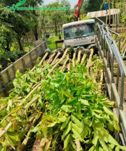 Xếp hàng trăm cây bằng lăng tím đường kính gốc 8 - 10cm lên thùng xe tải