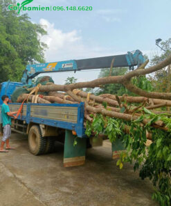 Gần chục cây Nhội đường kính gốc trên 20cm đã cẩu lên xe