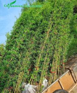 Hàng trăm cây Trúc Quân Tử lâu năm cao gần 3m đã chuyển lên xe