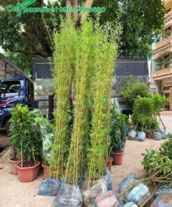 Bán số lượng lớn cây Trúc Quân Tử công trình cao 2m