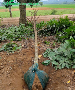 Cây Vàng Anh (Mép Mé) mới bứng bầu, đk gốc 10cm