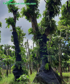 Thân cây Vàng Anh dâm ủ được cuốn lưới đen giúp giữ nước