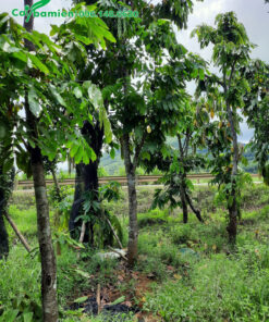 Vàng Anh dâm ủ lâu năm, cành ra nhiều và đẹp