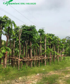 Dựng giàn cọc để buộc và đỡ cây Vàng Anh