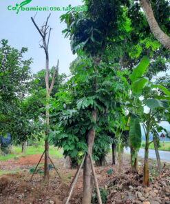 Cây sau khi đốn bỏ cành đang ra bộ tán mới