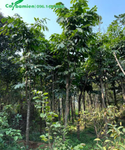 Cây đã được dâm ủ, đốn cành trẻ hóa tại nhà vườn