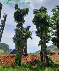 Hai cây vàng Anh dâm ủ kỹ, cao 5m, đk gốc 25cm