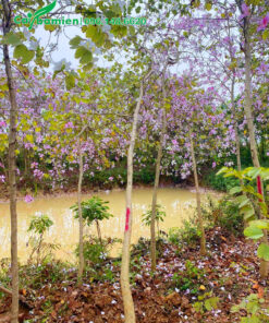 Bứng cây sẵn hoa đường kính gốc 7 - 9cm