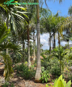 Vườn dưỡng Cau Vua công trình