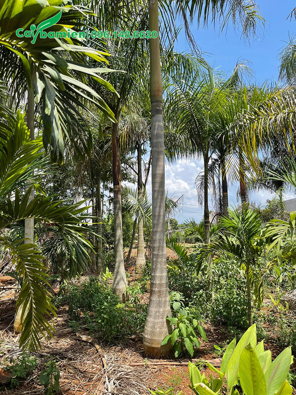 Vườn dưỡng Cau Vua công trình