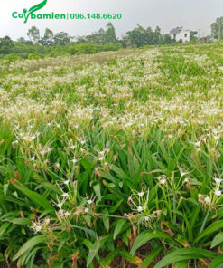 Hàng mẫu cây bạch trinh biển đang độ hoa nở