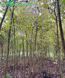 Vườn cây Ban Trắng công trình đường kính gốc từ 7 - 10cm