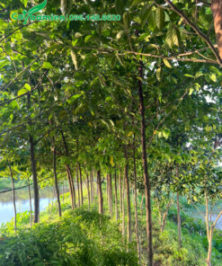 Vườn chay nhỏ chiều cao hơn 2m