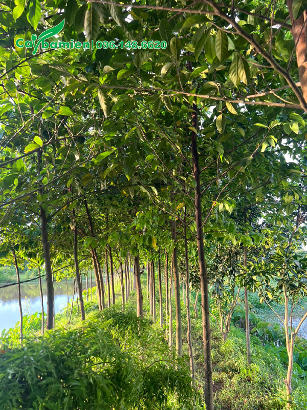 Vườn chay nhỏ chiều cao hơn 2m