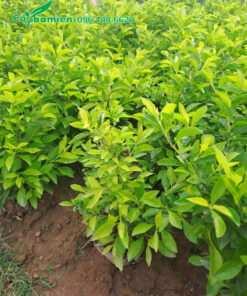 Cây chuỗi ngọc trưởng thành cao 30 - 35cm