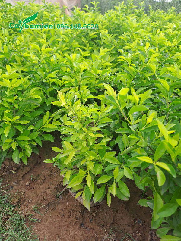 Cây chuỗi ngọc trưởng thành cao 30 - 35cm