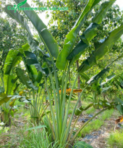 Chuối Quạt loại nhỏ trồng trang trí sân vườn hoặc trong nhà