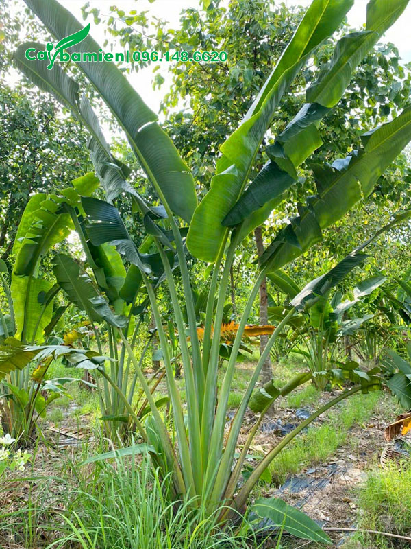 Chuối Quạt loại nhỏ trồng trang trí sân vườn hoặc trong nhà