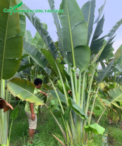 Vườn cây Chuối Rẻ Quạt cao hơn 3m