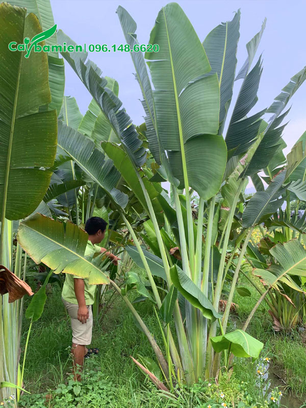 Vườn cây Chuối Rẻ Quạt cao hơn 3m