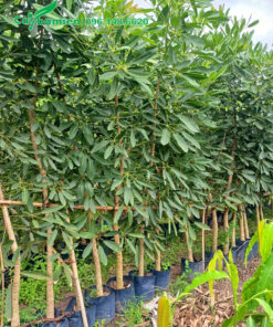 Hàng cây chuông vàng giống cao hơn 2m