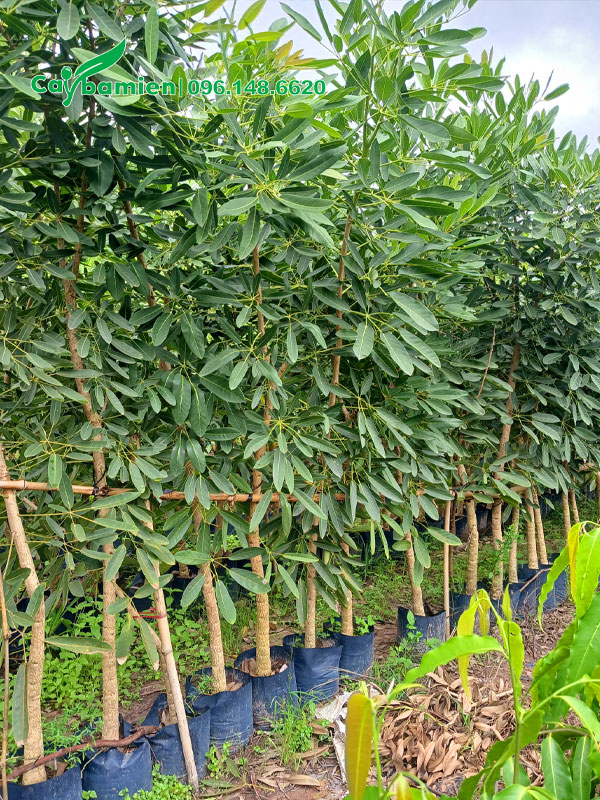 Hàng cây chuông vàng giống cao hơn 2m