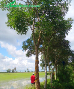 Chuông Vàng thân gỗ đường kính gốc trên 12cm