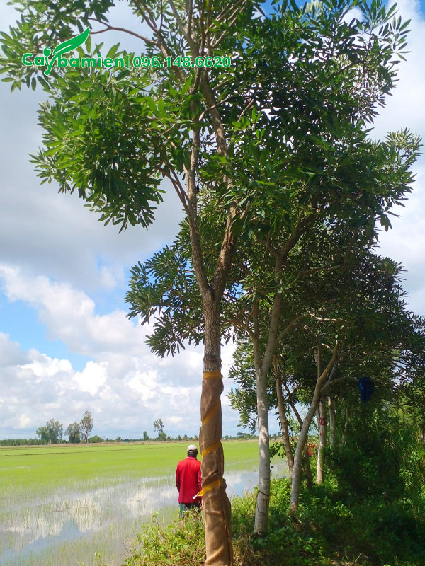 Chuông Vàng thân gỗ đường kính gốc trên 12cm