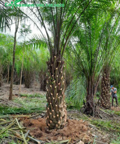 Cây Cọ Dầu lóng cao 1,5m