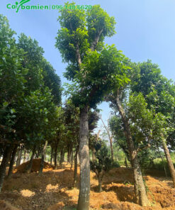 Ngọc Lan trắng lâu năm, đường kính gốc 35cm