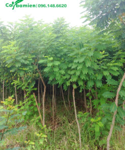 Cây giống choai, chiều cao 2m, đường kính 3cm