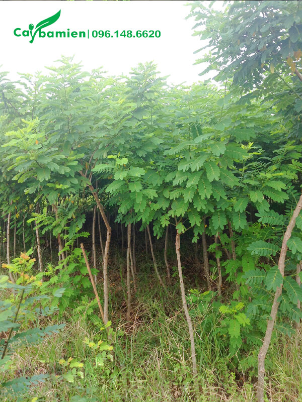 Cây giống choai, chiều cao 2m, đường kính 3cm