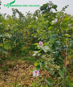 Vườn nuôi cây giống hoa ban Tây Bắc